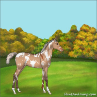 Horse Color:White Spotted Silver Bay Roan Dun Varnish