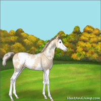 Horse Color:White Spotted Palomino Ice Roan Dun Splash Varnish Rabicano 