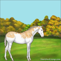 Horse Color:White Spotted Silver Buckskin Dun Splash Rabicano 