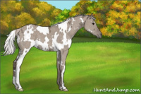 Horse Color:White Spotted Silver Grullo Ice