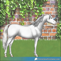 Horse Color:Silver Smoky Grullo Ice Appaloosa 