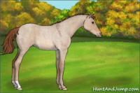Horse Color:Red Dun Roan 