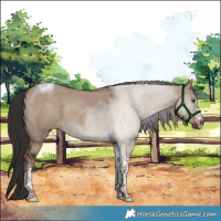 Horse Color:White Spotted Liver Red Dun Tobiano 