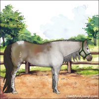 Horse Color:White Spotted Liver Red Dun Tobiano 