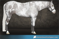 Horse Color:White Spotted Liver Chestnut Mushroom Sabino 
