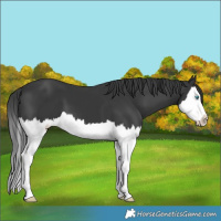 Horse Color:Black Splash 