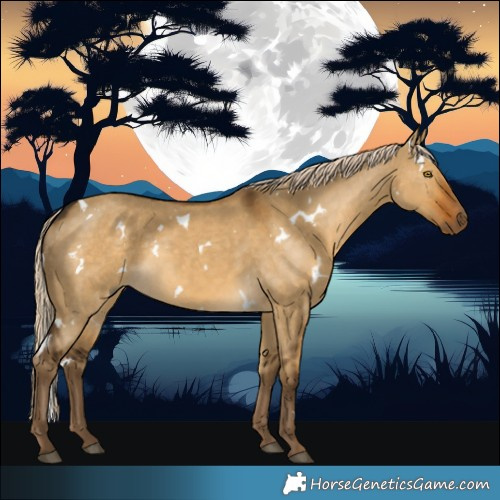 Horse Color:White Spotted Chocolate Palomino Dun Rabicano 