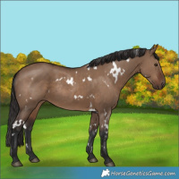 Horse Color:White Spotted Liver Red Dun Rabicano 