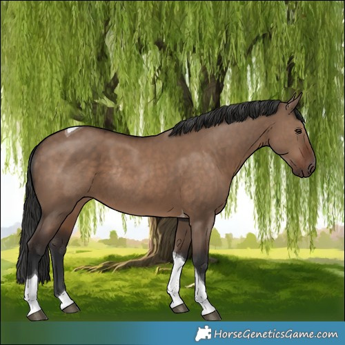 Horse Color:Liver Red Dun Tobiano Rabicano