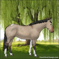 Horse Color:Liver Red Dun Tobiano Rabicano