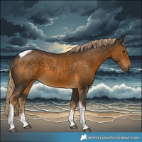 Horse Color:Chocolate Palomino Tobiano 
