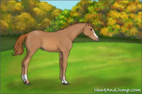 Horse Color:Chestnut Sabino 