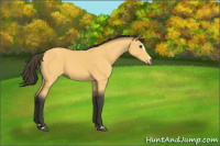 Horse Color:Buckskin Sabino 