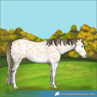 Horse Color:Buckskin Roan Splash Frame Appaloosa Rabicano