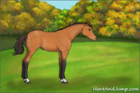 Horse Color:Buckskin 