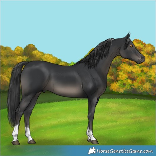 Horse Color:Black Tobiano 