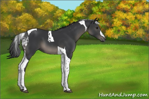 Horse Color:Black Tobiano 