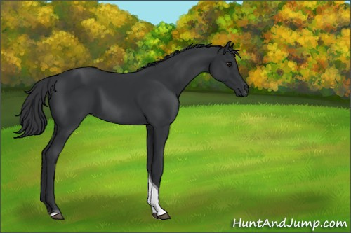 Horse Color:Black Tobiano 