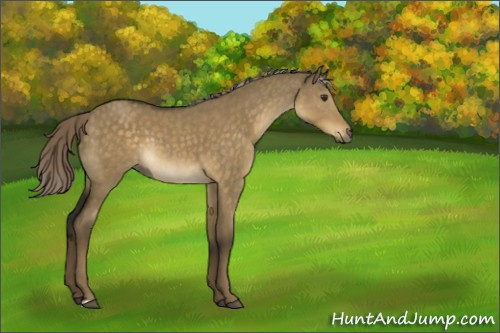 Horse Color:Chocolate Palomino Dun 