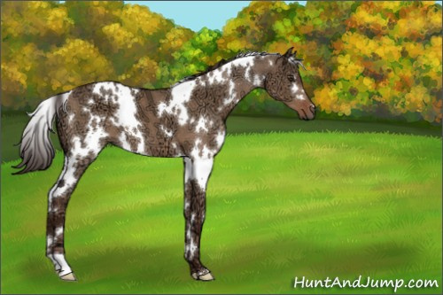 Horse Color:White Spotted Liver Red Dun Ice 