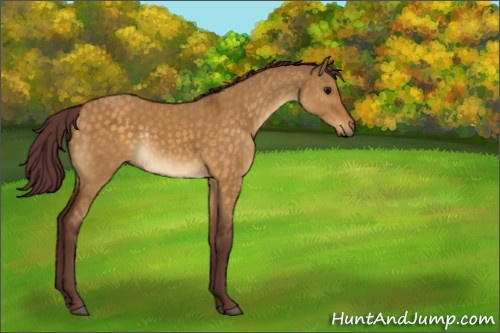 Horse Color:Chocolate Buckskin Dun Rabicano 