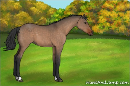 Horse Color:Brown Dun 