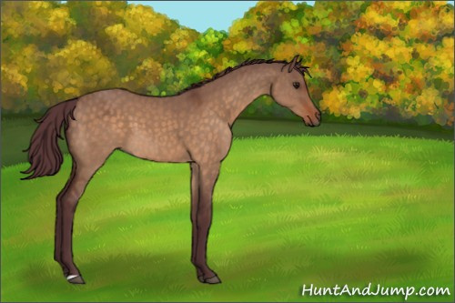 Horse Color:Chocolate Brown Dun 