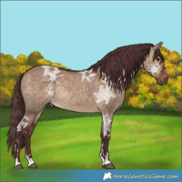 Horse Color:Chocolate Brown Ice Dun 