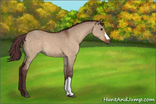 Horse Color:Chocolate Brown Dun 