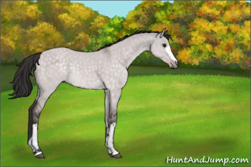 Horse Color:Platinum White Spotted Buckskin Dun Rabicano 