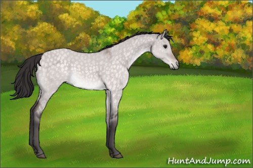 Horse Color:Platinum Buckskin Dun 