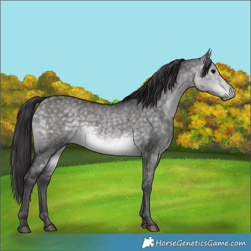 Horse Color:Platinum Buckskin Dun 
