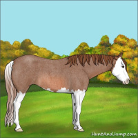 Horse Color:Red Roan Splash