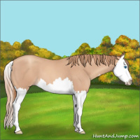 Horse Color:Gold Champagne Roan Splash 