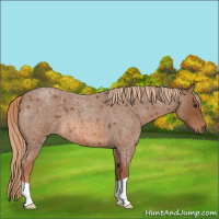 Horse Color:Red Roan
