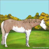 Horse Color:Red Roan Splash
