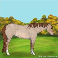 Horse Color:Red Dun Roan