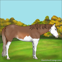 Horse Color:Chestnut Splash 