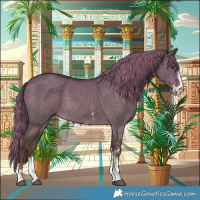 Horse Color:Liver Red Dun Sabino 