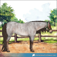 Horse Color:Liver Red Roan 