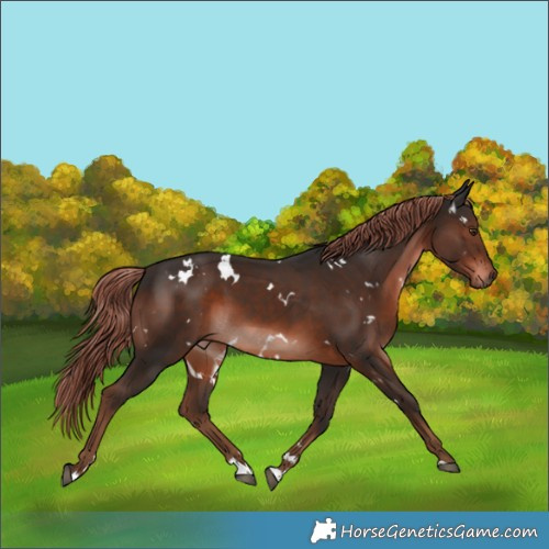 Horse Color:White Spotted Liver Chestnut 