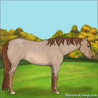 Horse Color:Red Dun Roan 