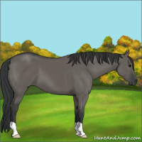 Horse Color:Grullo