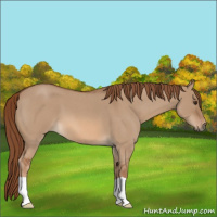 Horse Color:Red Dun Roan 