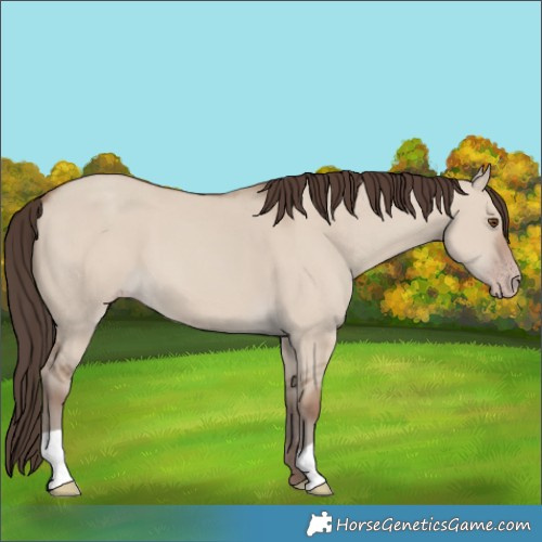 Horse Color:Classic Champagne Dun 