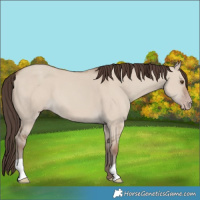 Horse Color:Classic Champagne Dun