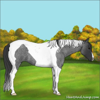 Horse Color:Blue Roan Tobiano 