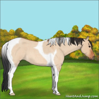 Horse Color:Bay Roan Dun Tobiano 