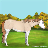 Horse Color:Gold Champagne Roan Dun Splash 