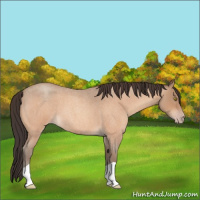 Horse Color:Amber Champagne Roan